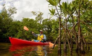 A man kayaking through mangroves in Key West