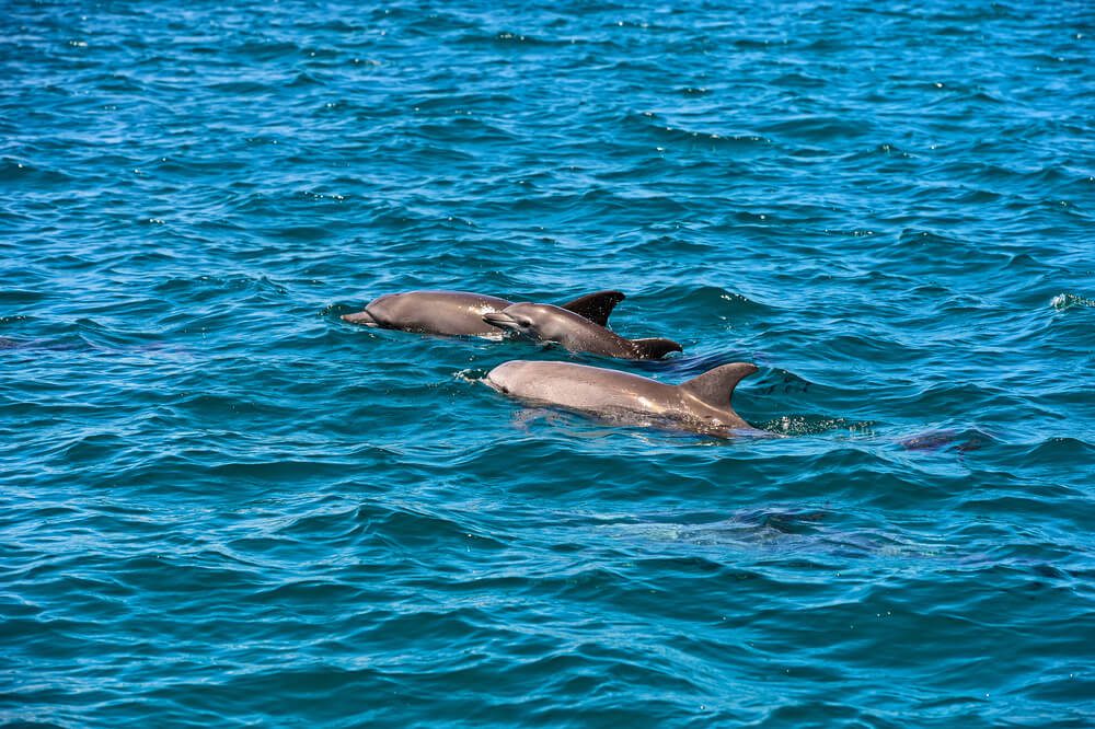 See Spectacular Sea Life on a Key West Dolphin Tour