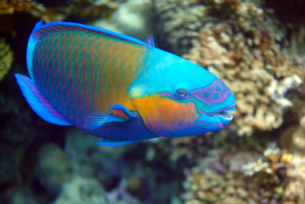 Get to Know Key West’s Marine Life: Fish, Turtles, & More